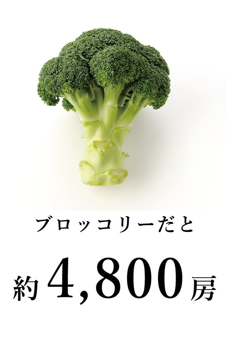 ブロッコリー
