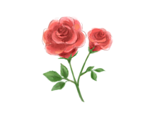 ダマスクバラ花油